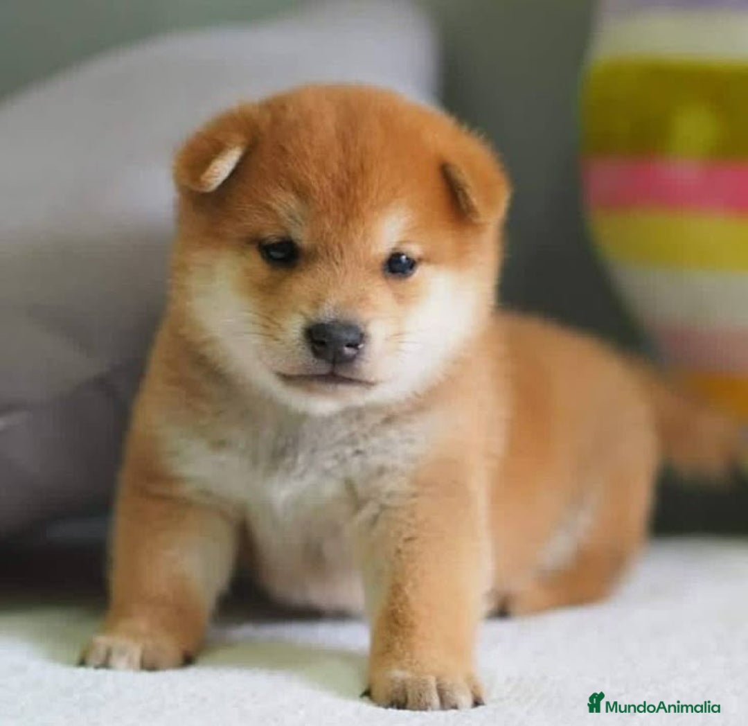 Shiba Inu perros en venta: Cachorros Shiba Inu!  - Imagen 2