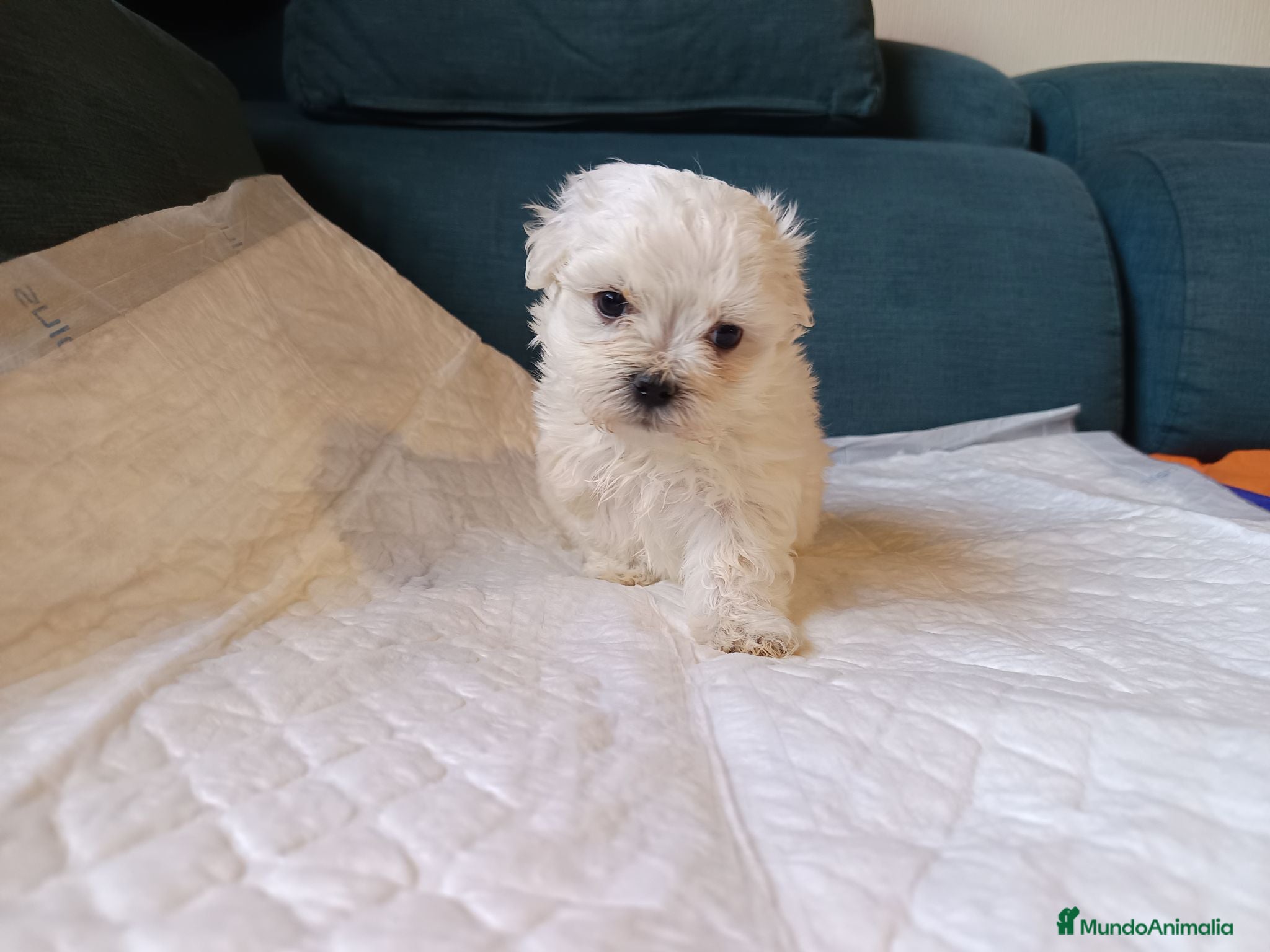 Bichón Maltés perros Maltés Toy - Anuncio 2