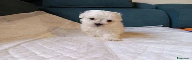 Bichón Maltés Cachorro 3