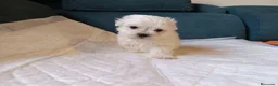 Bichón Maltés perros en venta: Maltés Toy - Anuncio 2