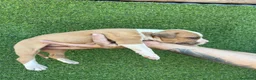 American Staffordshire-Terrier perros en venta: America Staffordshire terrier  - Anuncio 12