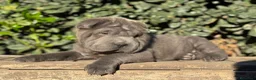 Shar Pei perros en venta: ULTIMO CACHORRO AZUL BLUE - Anuncio 3