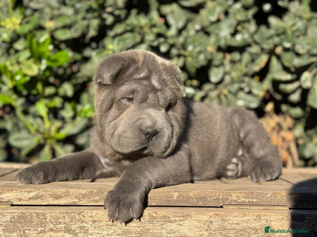 Shar Pei perros en venta: ULTIMO CACHORRO AZUL BLUE - Anuncio 3