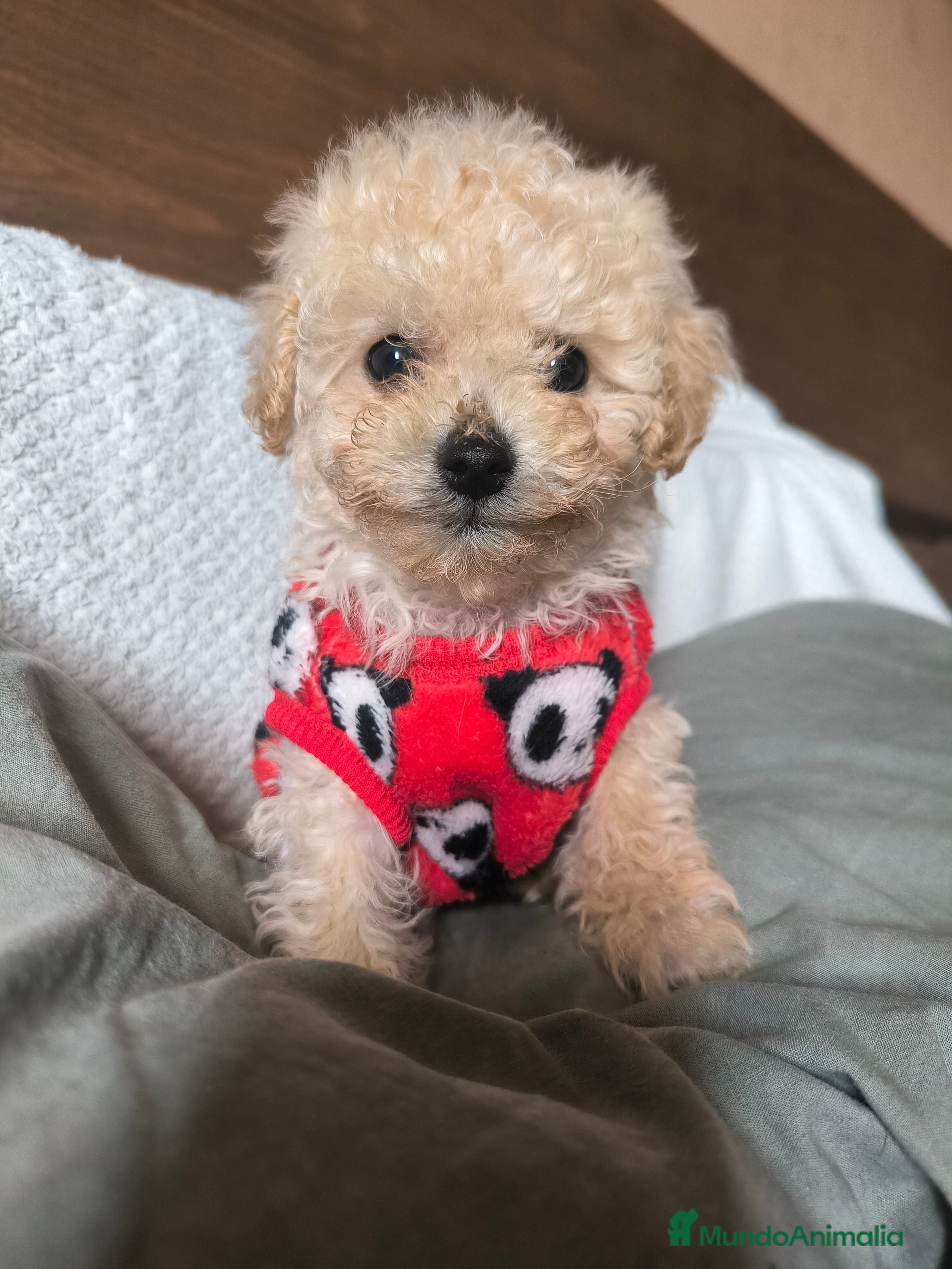 Caniche Toy perros Caniche mini toy  - Anuncio 1