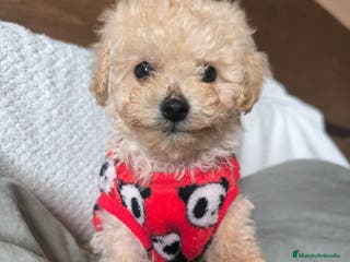Caniche Toy perros Caniche mini toy - Anuncio 1