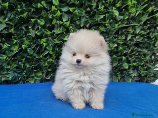 Pomerania perros en Badajoz - Anuncio 32