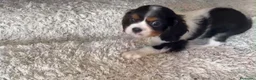 Cavalier King Charles Spaniel perros en venta: King cavalier  - Anuncio 2