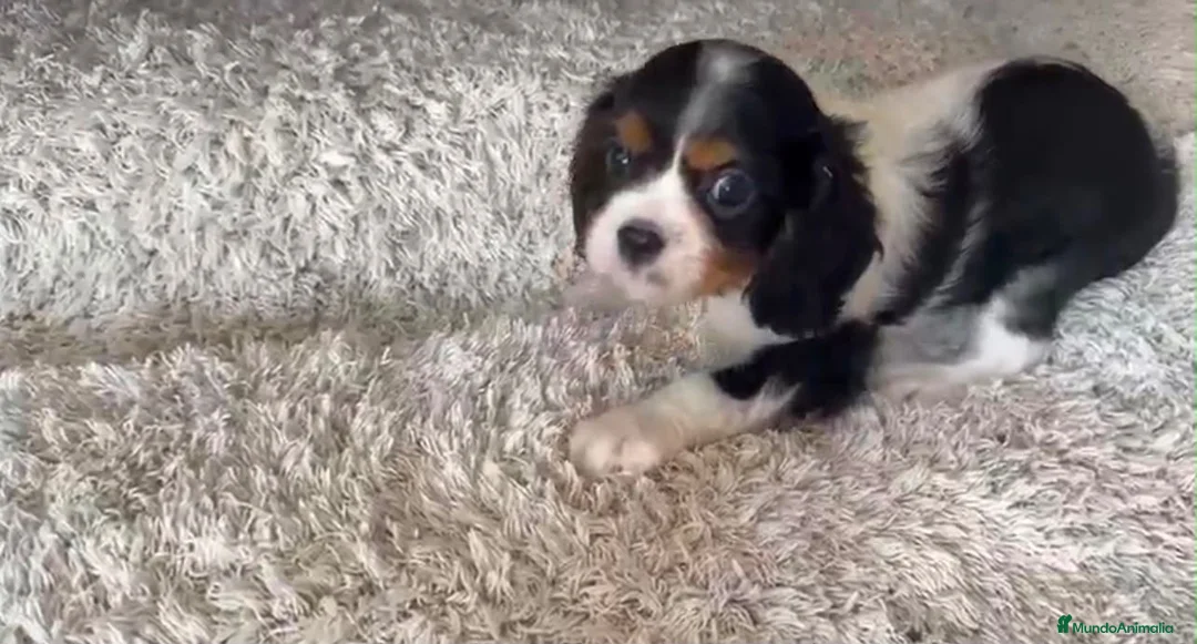 Cavalier King Charles Spaniel perros en venta: King cavalier  - Anuncio 2