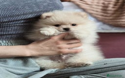 Pomerania perros en venta: Pomerania ositos Boo toy 🐾✨ - Imagen 2