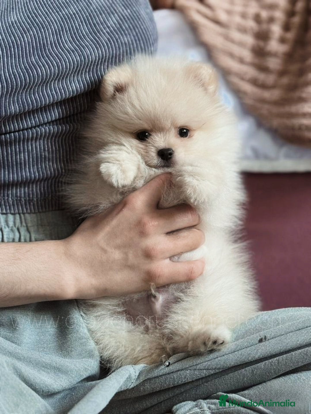 Pomerania perros en venta: Pomerania ositos Boo toy 🐾✨ - Imagen 2