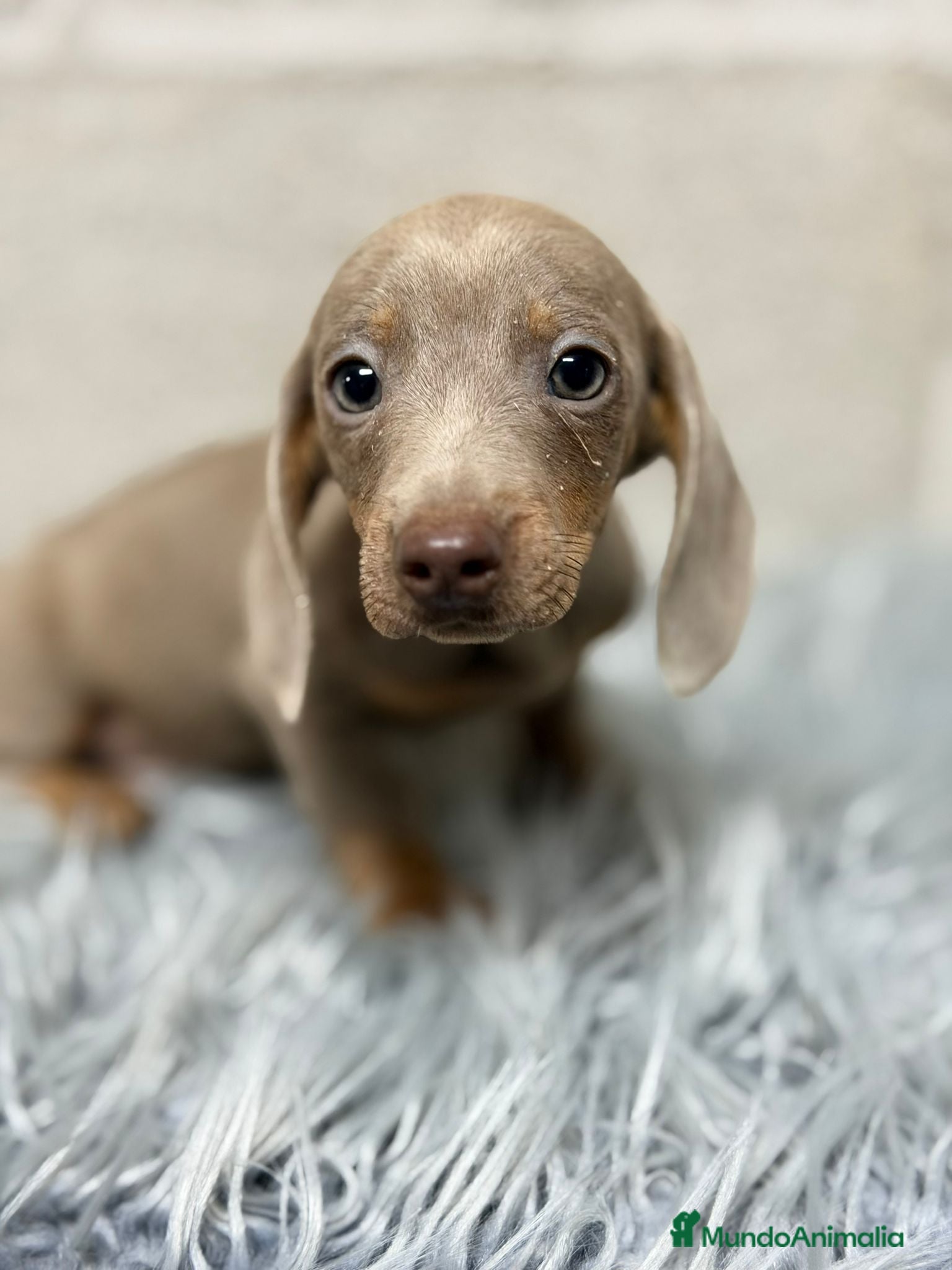 Teckel Miniatura perros TECKEL ISABELLA - Anuncio 1