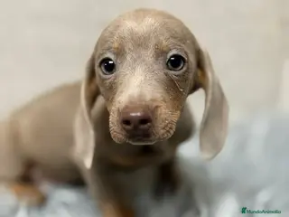 Teckel Miniatura perros TECKEL ISABELLA - Anuncio 1