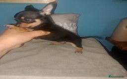 Chihuahua perros en venta: Chihuahua macho enano  - Imagen 7
