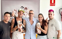 American Staffordshire-Terrier perros en venta: American Stanford, mis pequeños - Imagen 19