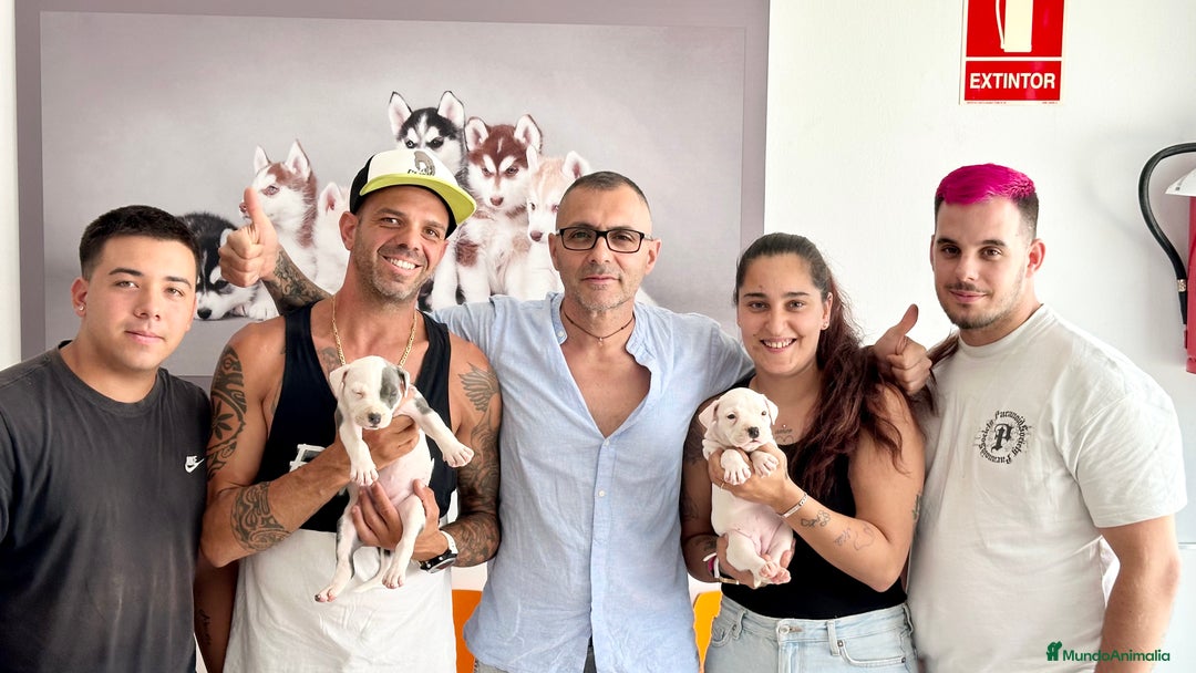 American Staffordshire-Terrier perros en venta: American Stanford, mis pequeños - Imagen 19