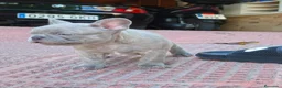 Bulldog Francés perros en venta: Bulldog francés lilac - Anuncio 4