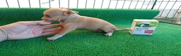 Chihuahua perros en venta: Cachorros Chihuahua PRECIO REAL - Anuncio 4