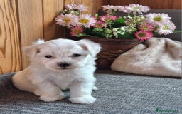 Bichón Maltés perros en venta: 🐾 BICHÓN MALTÉS - LÍNEA AMERICANA 🐾 - Imagen 2