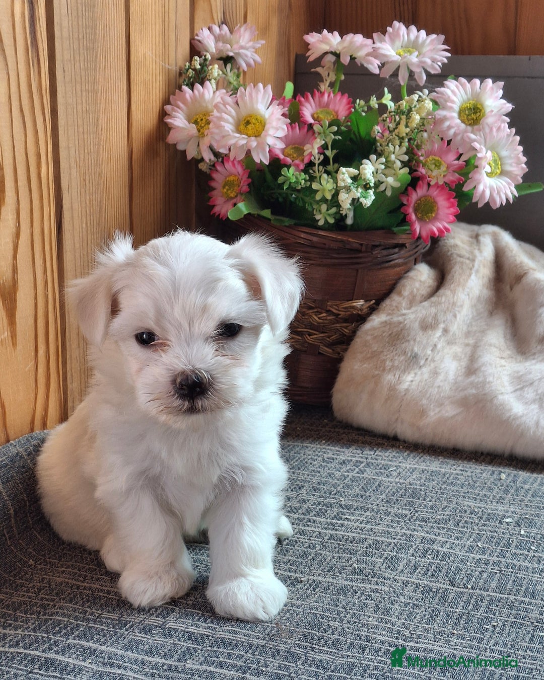 Bichón Maltés perros en venta: 🐾 BICHÓN MALTÉS - LÍNEA AMERICANA 🐾 - Imagen 2