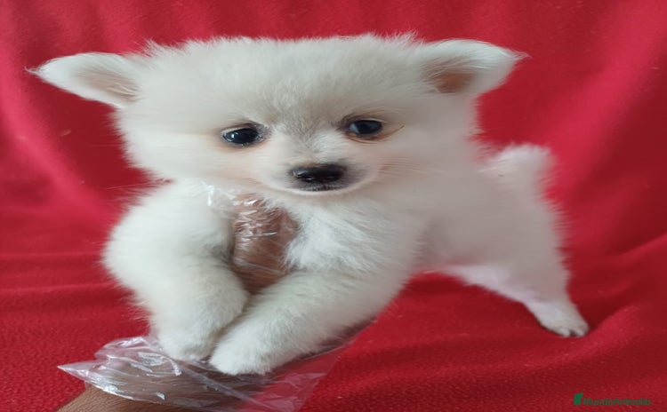 Pomerania perros - Propaganda 6