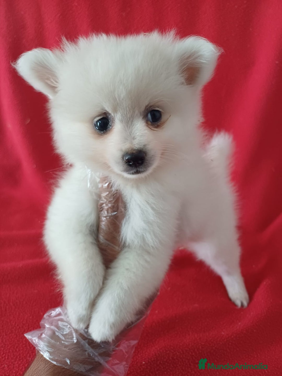 Pomerania perros en venta: Pomerania Lulu  - Imagen 1