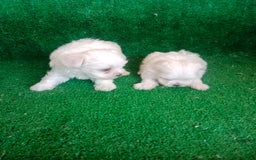 Bichón Maltés perros en venta: Hembritas Bichon Maltes  - Imagen 6