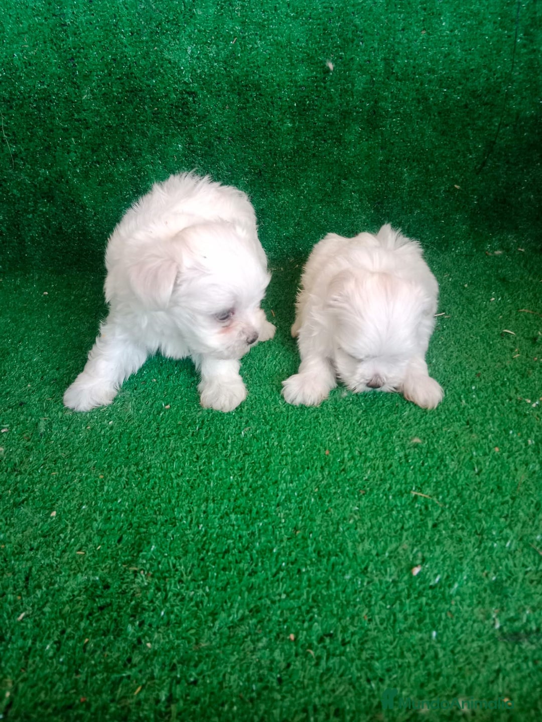 Bichón Maltés perros en venta: Hembritas Bichon Maltes  - Imagen 6