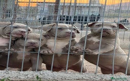American Bully perros en venta: Cachorros American Bulli  - Imagen 3