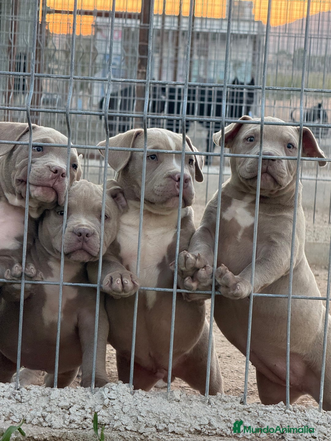 American Bully perros en venta: Cachorros American Bulli  - Imagen 3