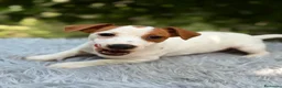 Jack Russell Terrier perros en venta: JACK RUSSELL - Anuncio 4