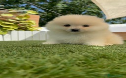 Pomerania perros en venta: POMERANIA BLANCA HEMBRA  - Imagen 10