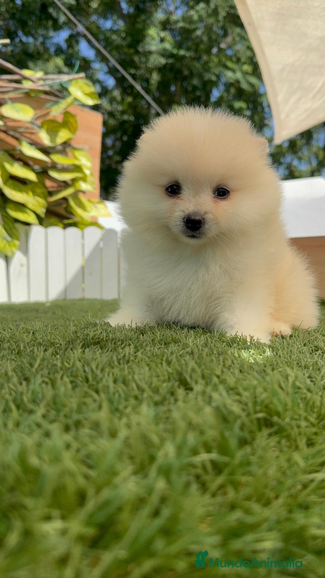 Pomerania perros en venta: POMERANIA BLANCA HEMBRA  - Imagen 10