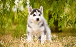 Husky Siberiano perros en venta: Husky siberiano disponibles - Imagen 7