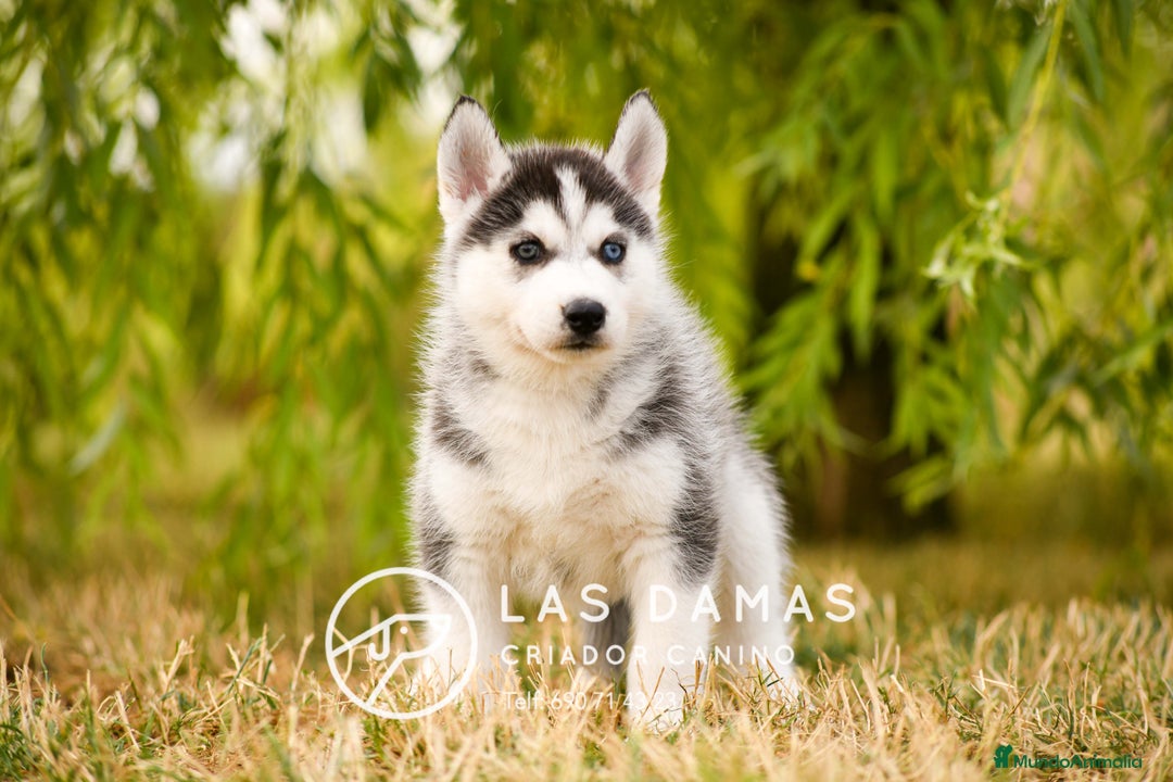 Husky Siberiano perros en venta: Husky siberiano disponibles - Imagen 7