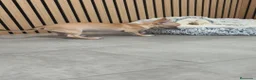 Chihuahua perros en venta: Chihuahua Macho 🦌 - Anuncio 6