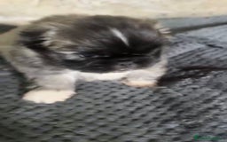 Shih Tzu perros en venta: Shih tzu - Imagen 7