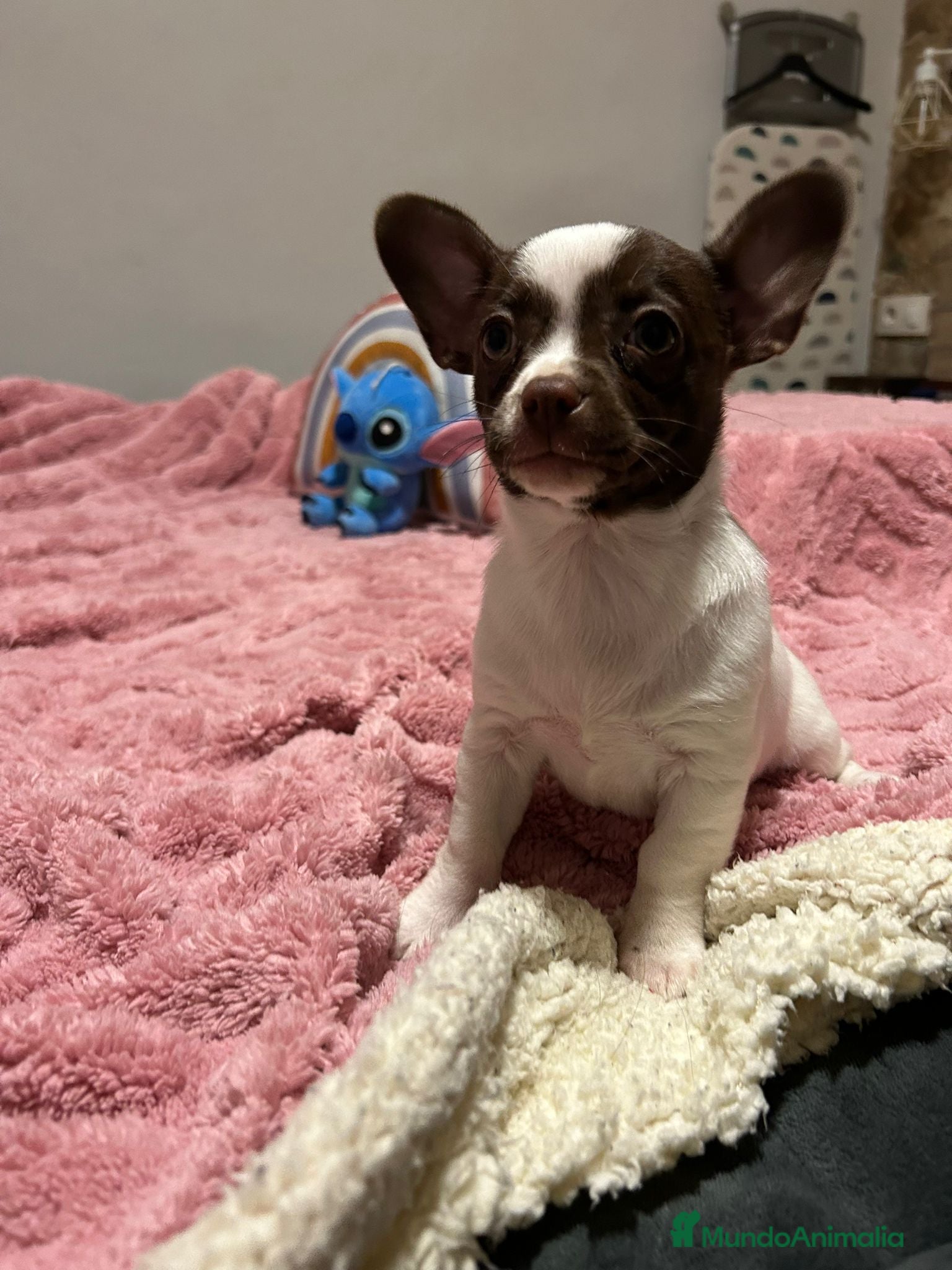 Chihuahua perros Chihuahua linea rusa  - Anuncio 2