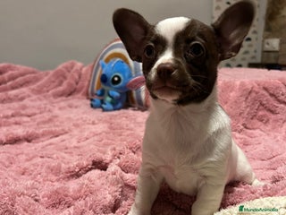 Chihuahua perros Chihuahua linea rusa - Anuncio 3