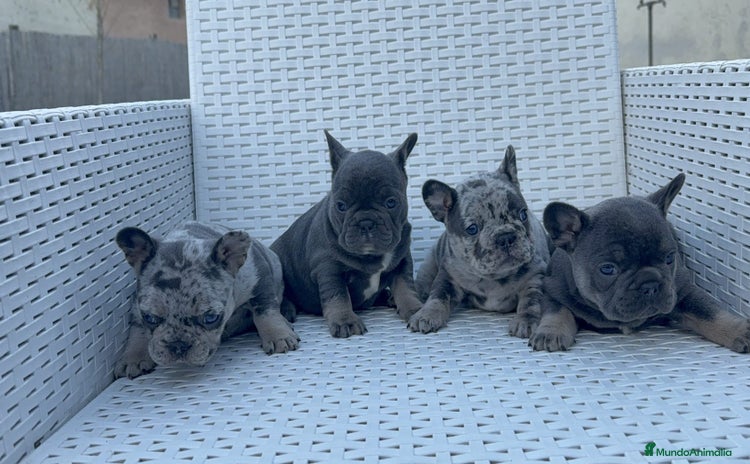 Bulldog Francés perros - Anuncio 1