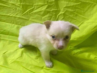 Chihuahua perros - Anuncio 3