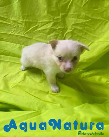 Chihuahua perros - Anuncio 1