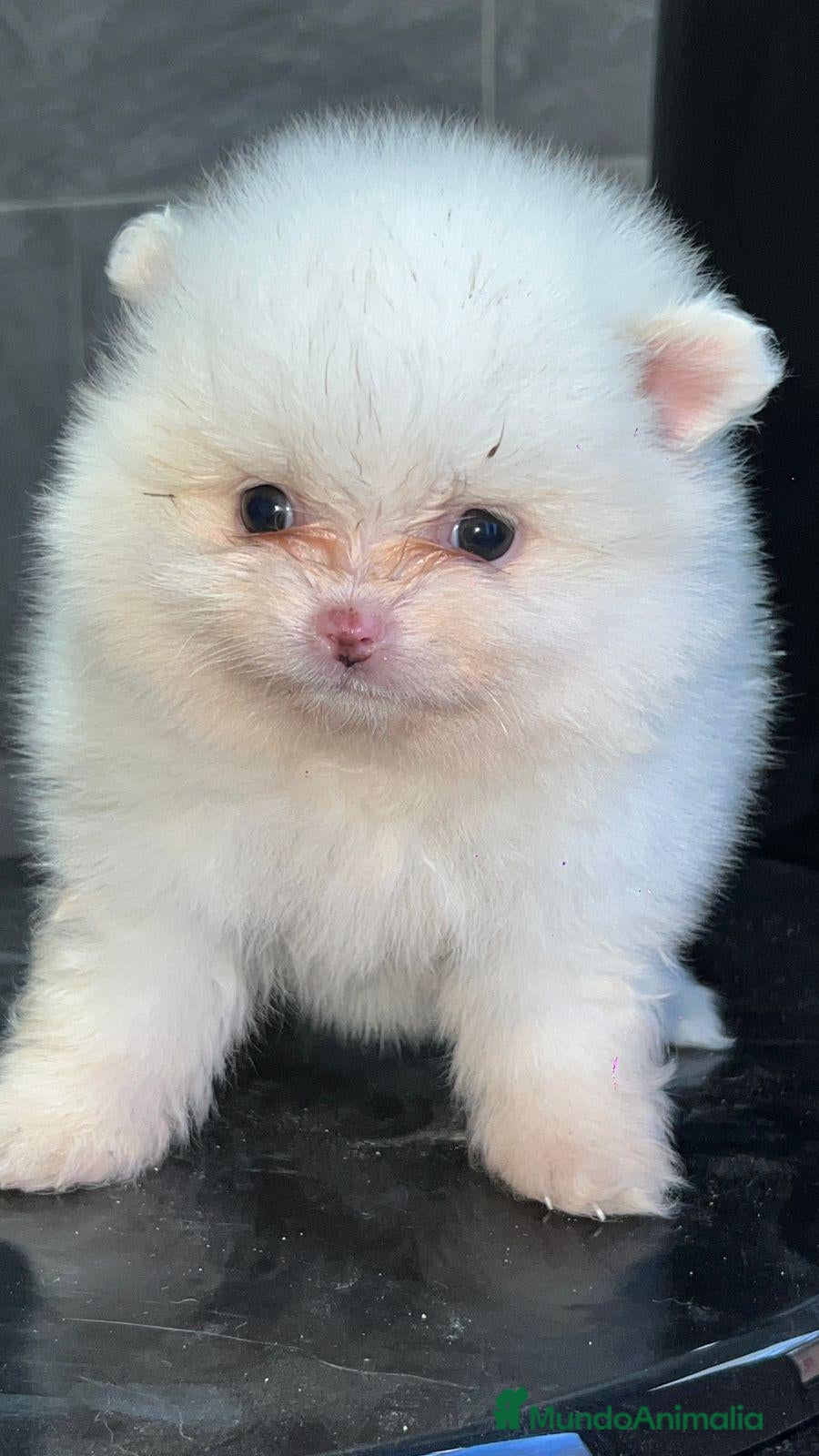 Pomerania perros Hembra y macho  cara de zorro  - Anuncio 2