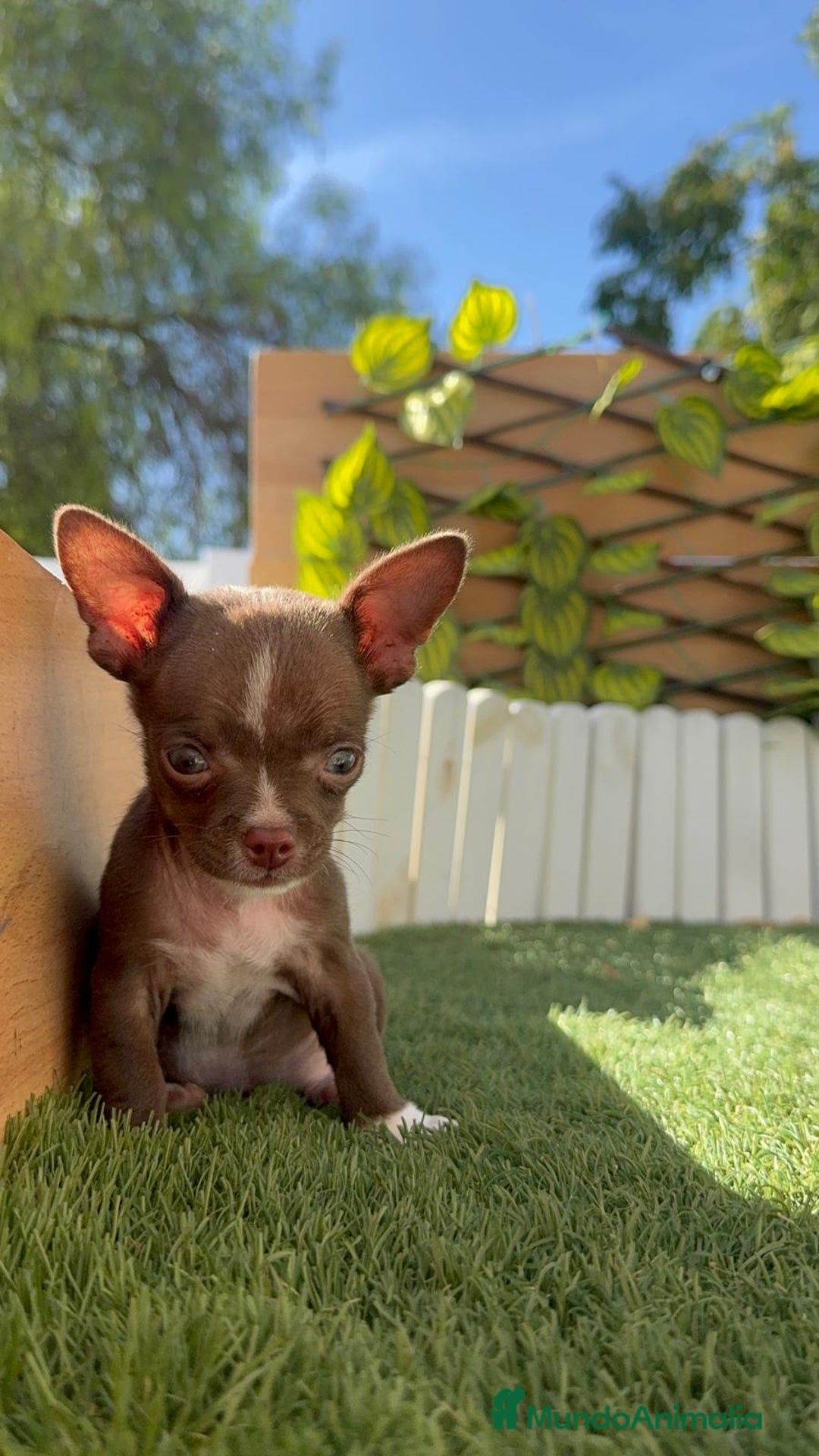 Chihuahua perros en venta: CHIHUAHUA MACHO - Imagen 12