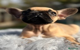Bulldog Francés perros en venta: Bulldog francés fawn - Anuncio 3