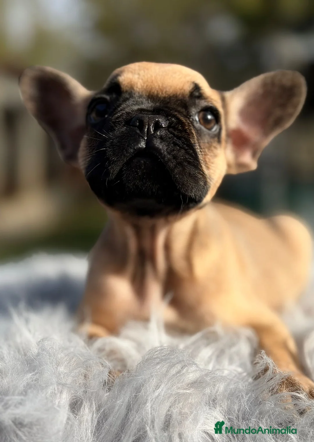 Bulldog Francés perros en venta: Bulldog francés fawn - Anuncio 3