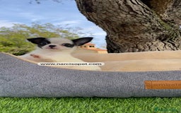 Chihuahua perros en venta: CHIHUAHUA LINEA RUSA - Imagen 4