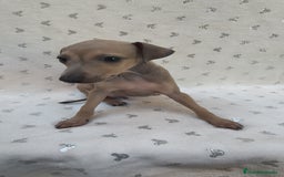 Pequeño Lebrel Italiano perros en venta: Pequeño lebrel Italiano Piccolo  - Imagen 6