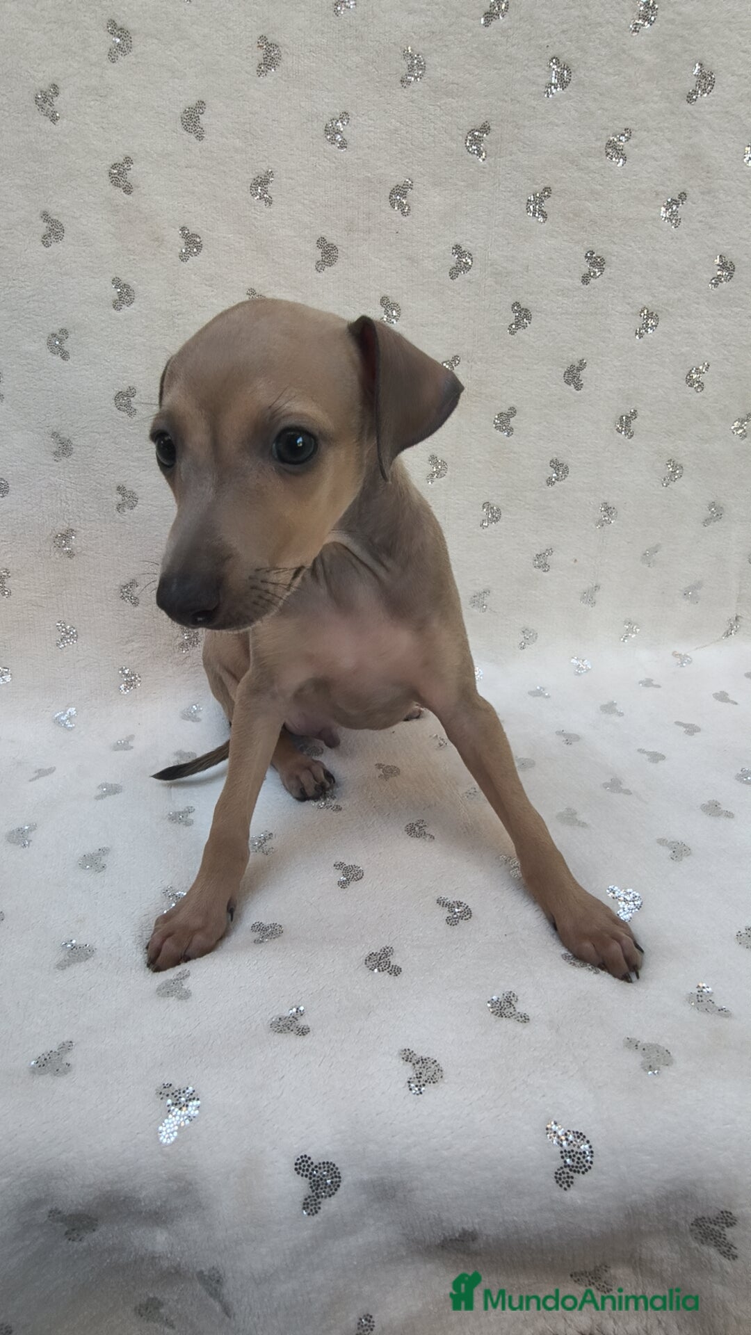 Pequeño Lebrel Italiano perros en venta: Pequeño lebrel Italiano Piccolo  - Imagen 6