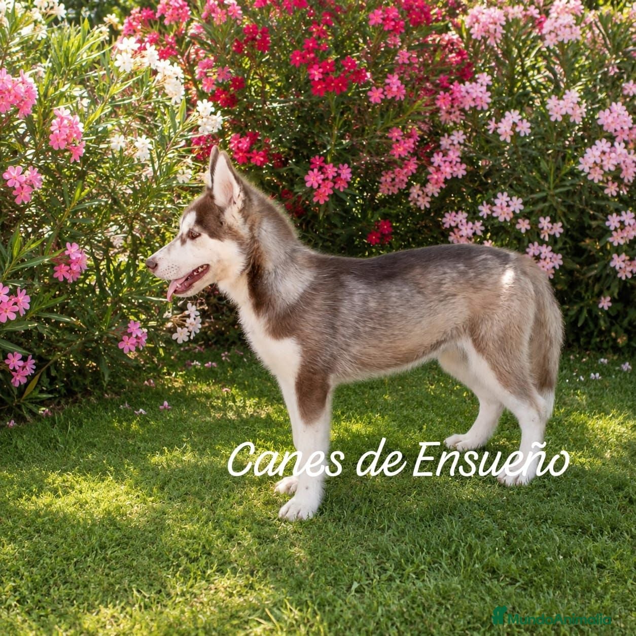 Husky Siberiano perros Husky siberiano color chocolate  - Anuncio 2