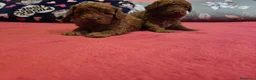 Caniche Toy perros en venta: ‼️‼️CANICHES 50% ASIÁTICOS  - Anuncio 1